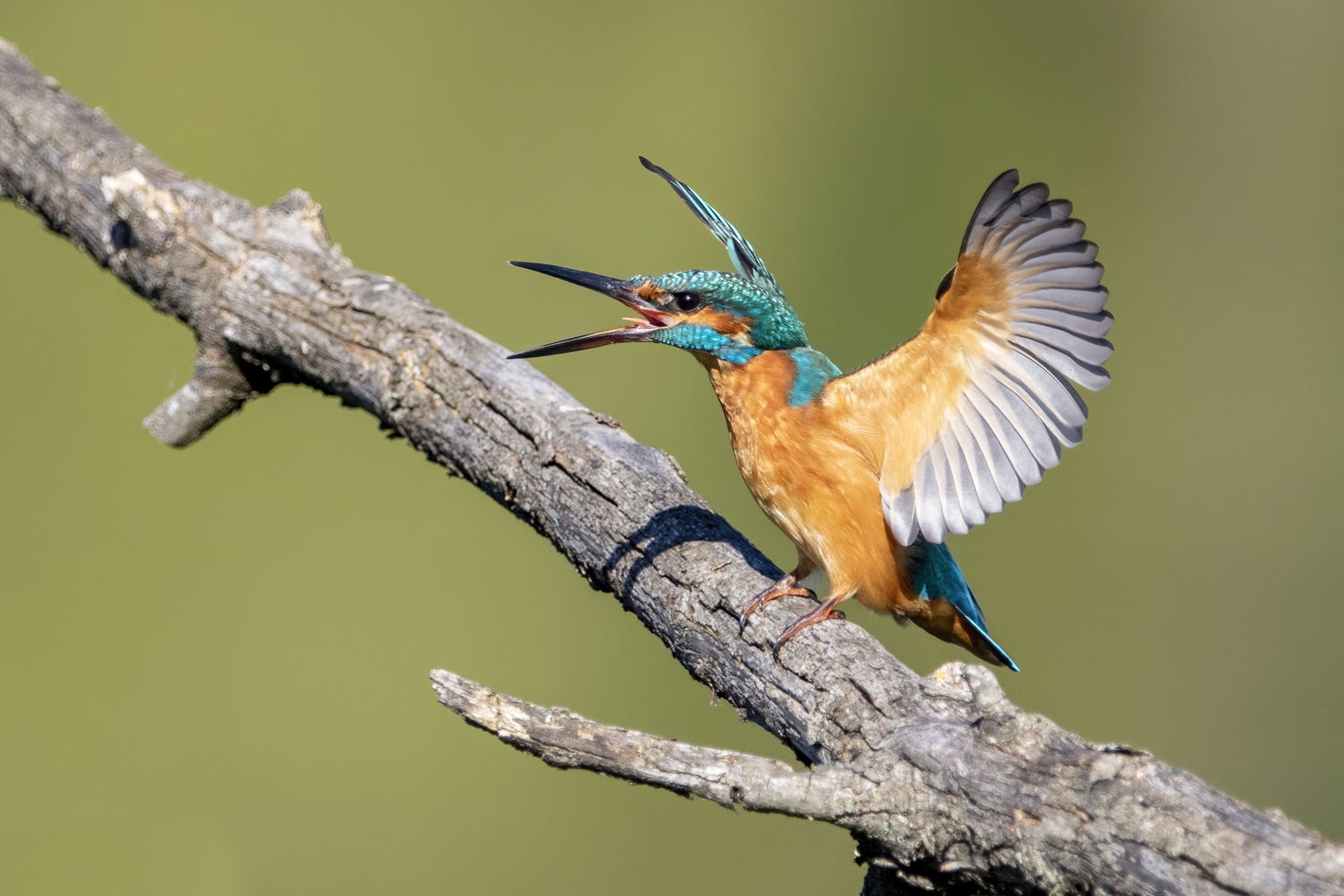 ijsvogel - copyright: Alexis Lours