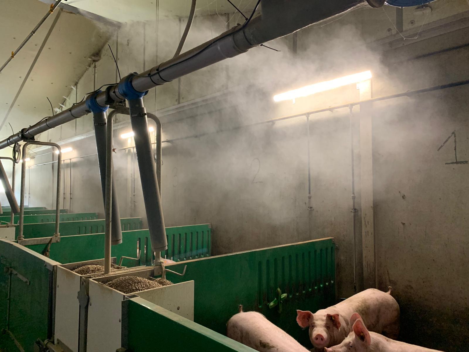 Studie rond hittestress bij varkens mondt uit in hitteplan