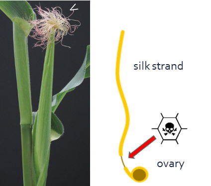 Silk strands indicated with white arrowhead (left) and schematic representation of induced cell death at the base of the silk strand (red arrow, right)