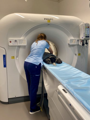 nouveau scanner CT avec chien et vétérinaire