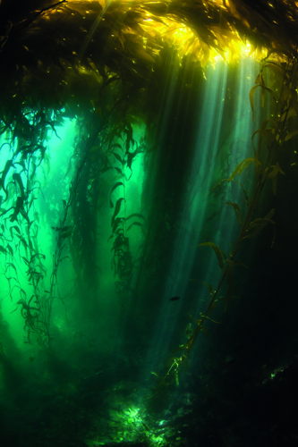 Afl 5: Green Seas - (c) BBC