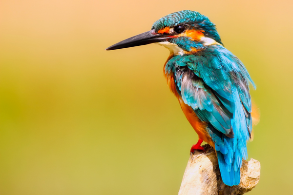 Color y libertad: 5 aves maravillosas en México