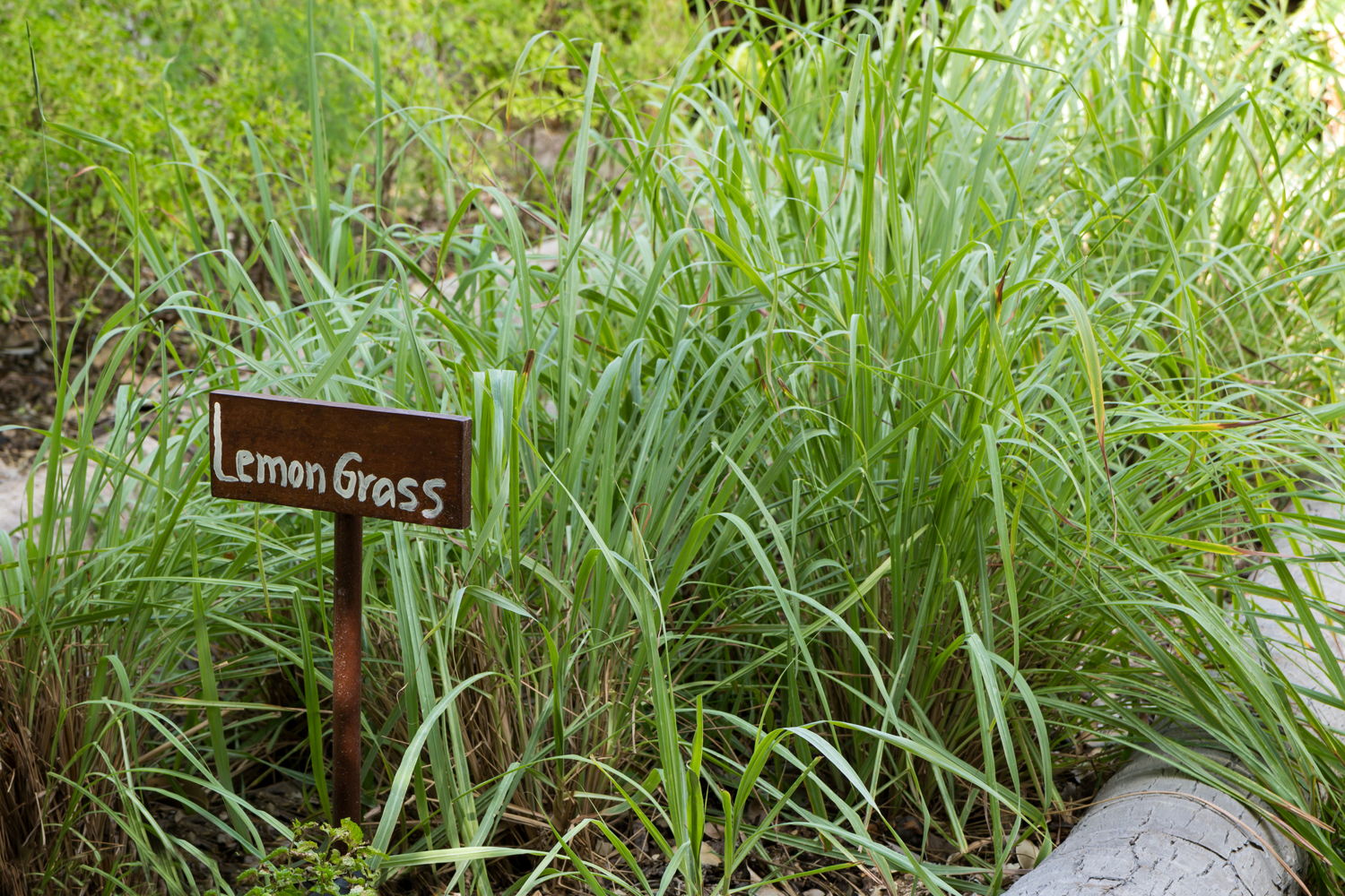 Lemongrass (photo credit Pike Nurseries)