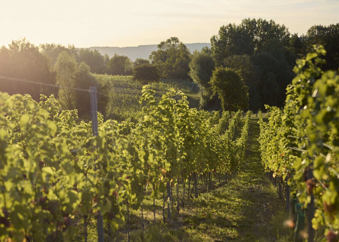 Colruyt Group stelt eerste Belgische wijn van eigen wijngaard voor 