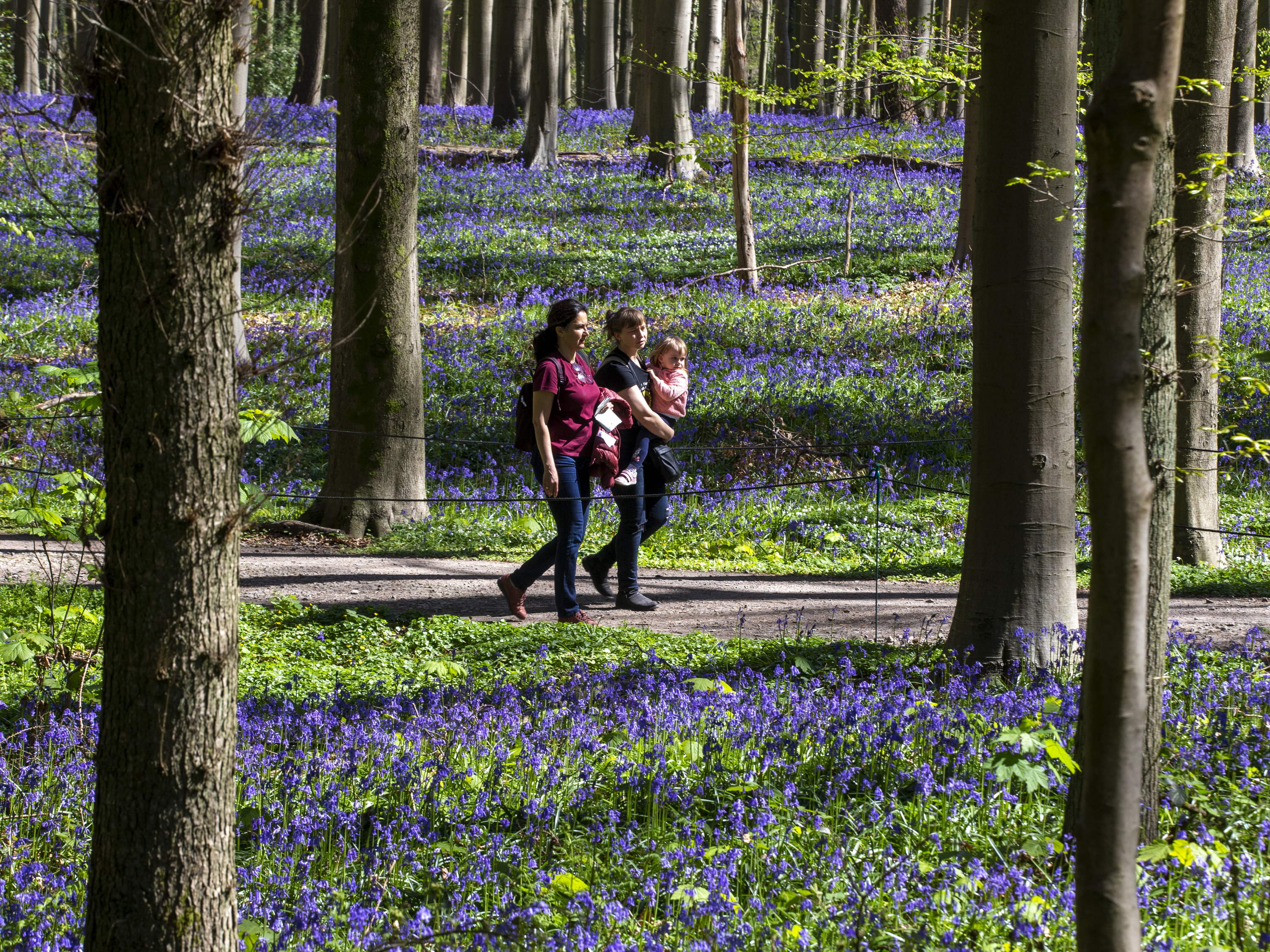 Hallerbos bluebell bloom attracts visitors as officials urge sustainable access 
