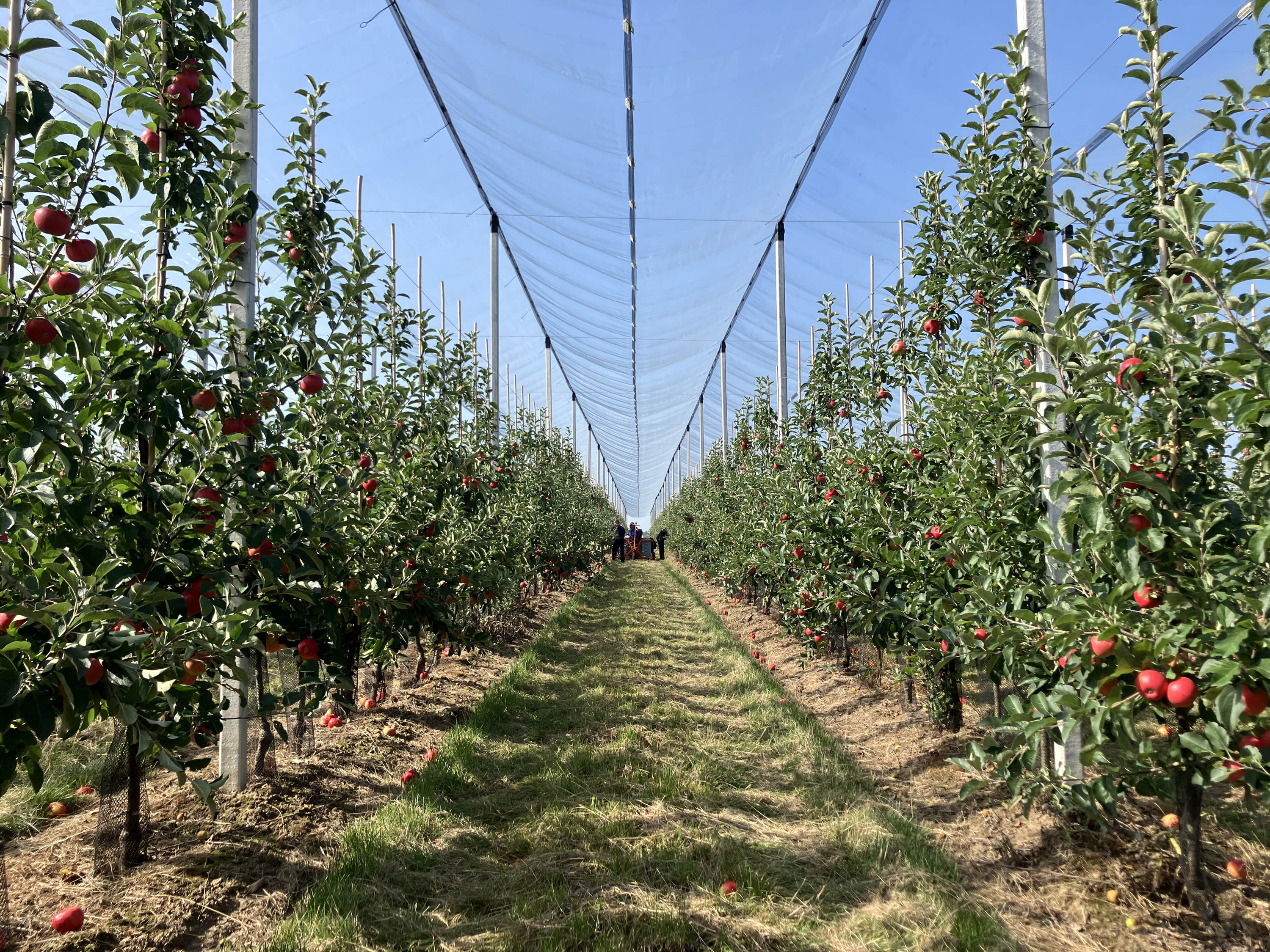 La saison des pommes commence six semaines plus tôt chez ALDI grâce à la nouvelle pomme belge Ziola