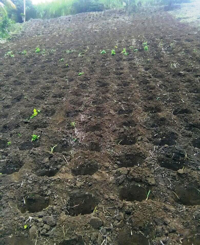 New farm land acquired in St. Vincent and the Grenadines for increased dasheen production.