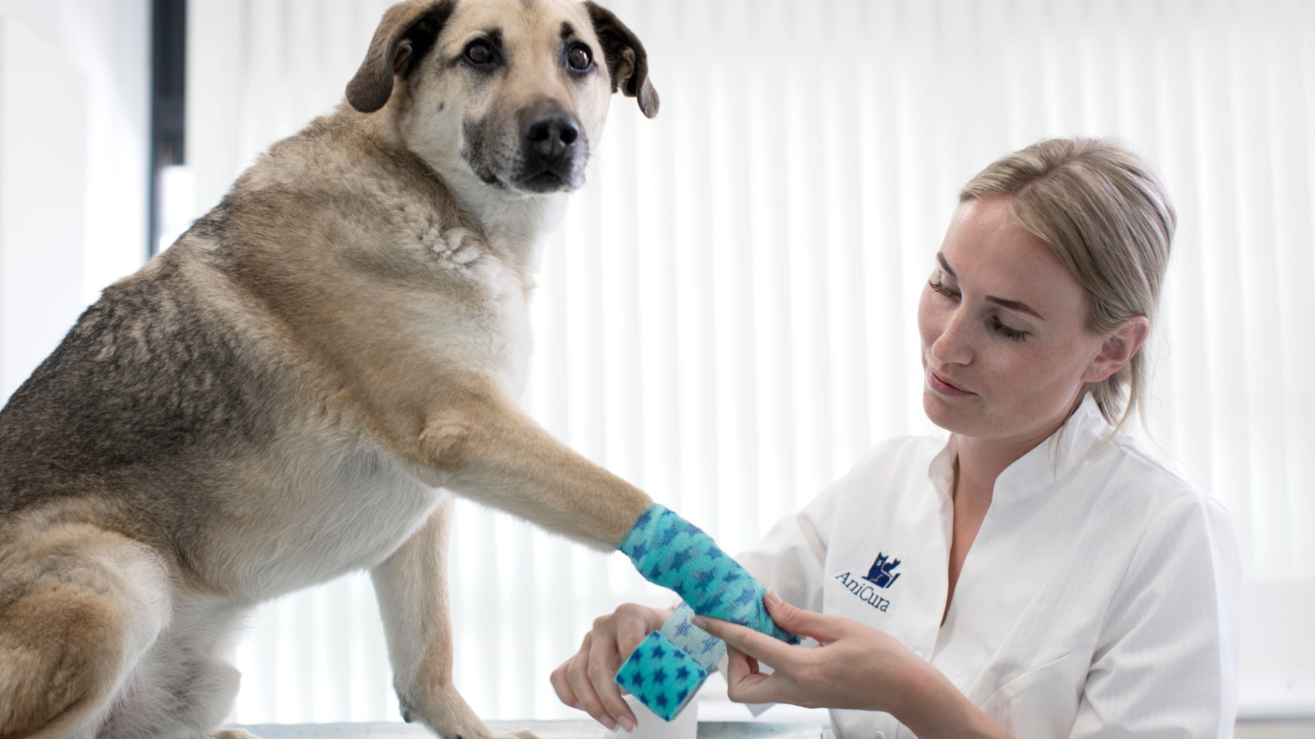Bewust en beperkt antibioticagebruik: essentieel voor de toekomst van dier én mens