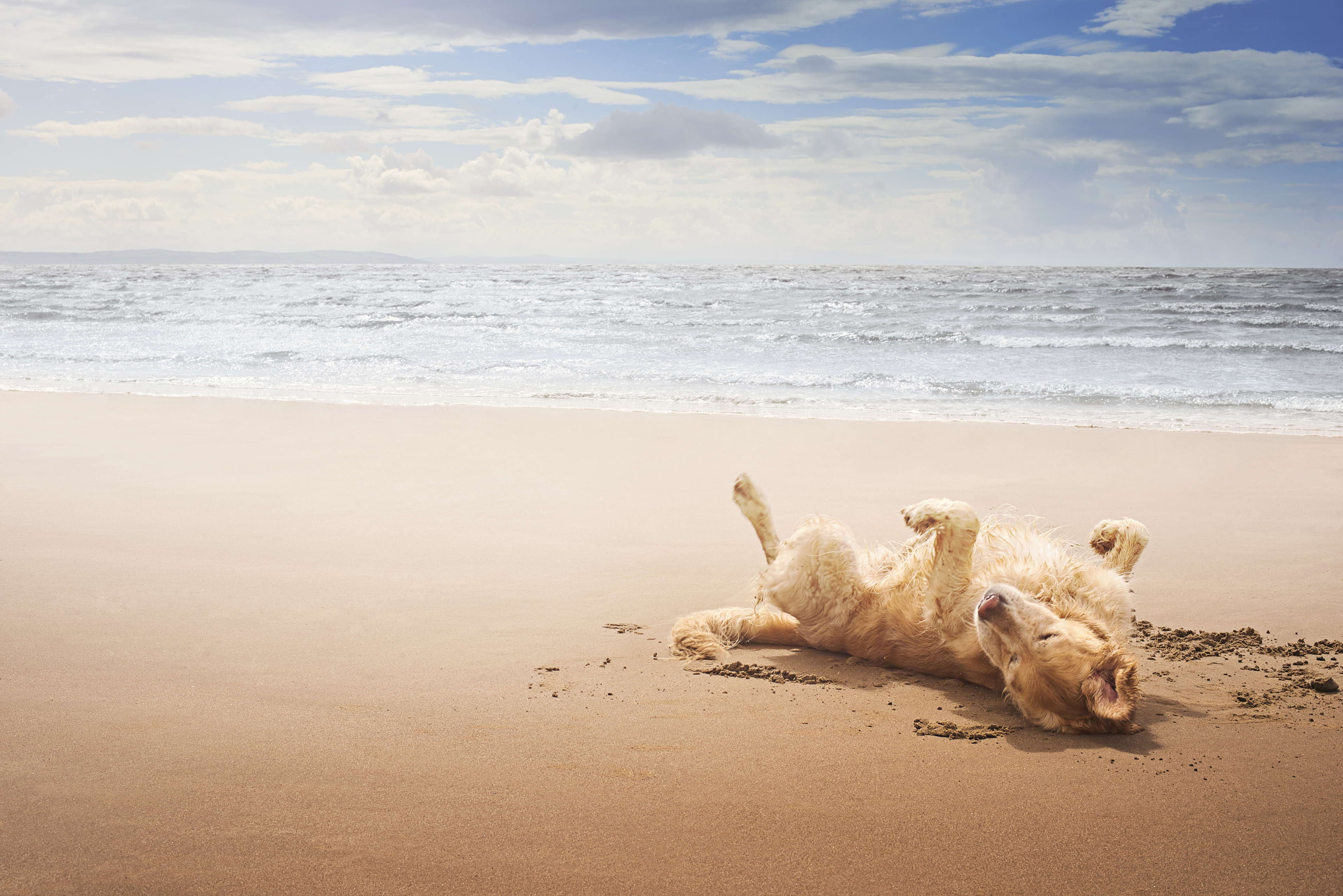 Sommerfreude statt Hitzestress: Mit dem Hund gut vorbereitet durch die heiße Jahreszeit