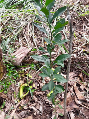 Trees planted by students on a previous activity.