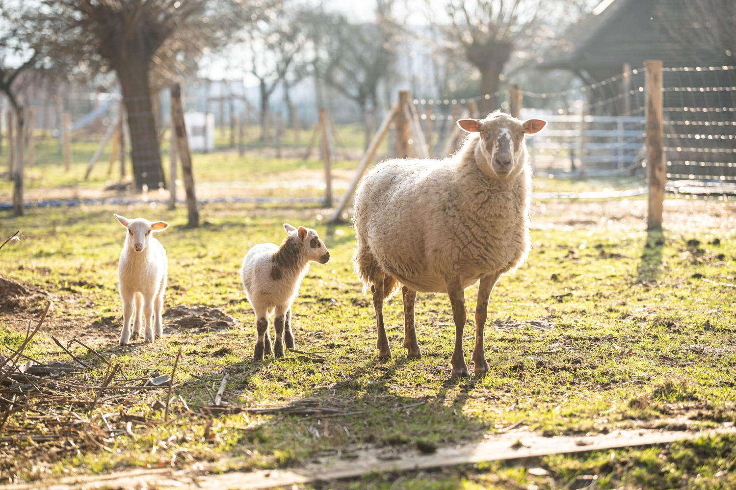 Kinderboerderij Wilrijk © Tom Cornille