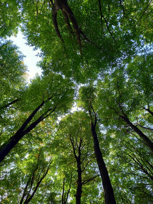 Met hun kruin vangen bomen CO2 op