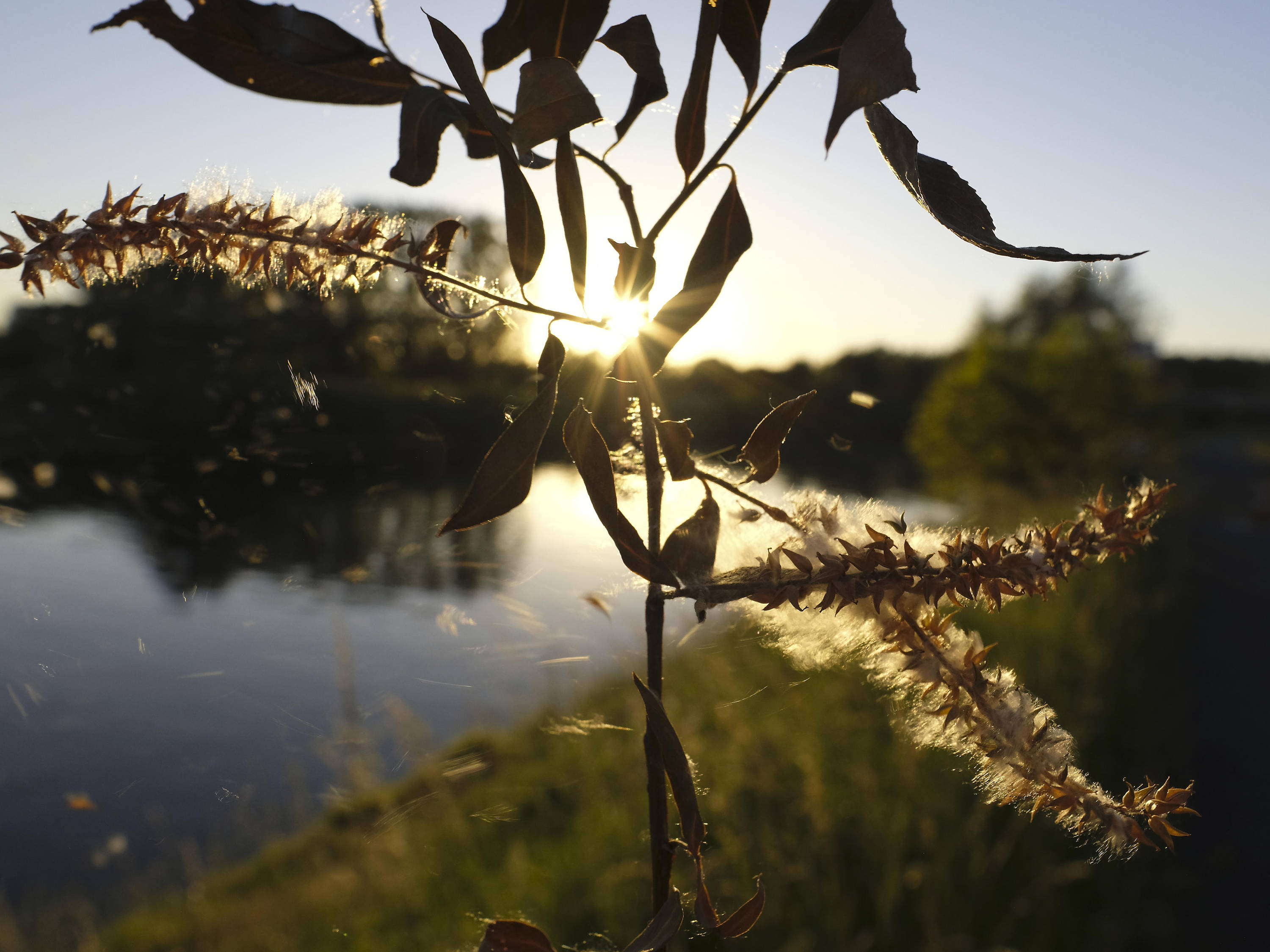 Nitrogen pollution makes hay fever worse, study finds