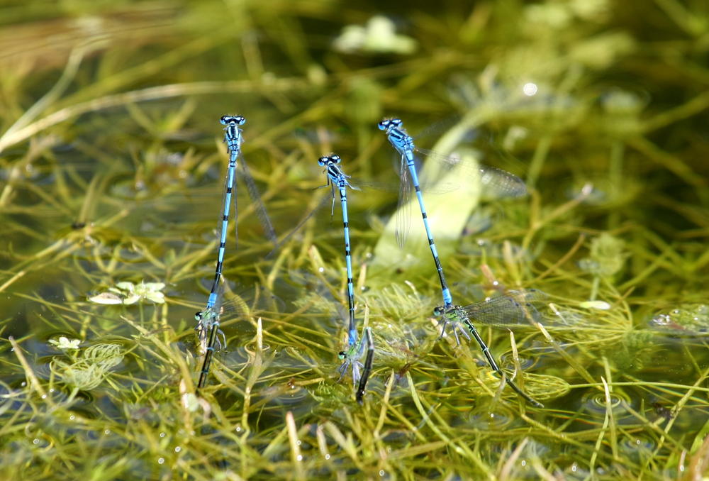 Azuurwaterjuffers boven het water - copyright vzw Durme