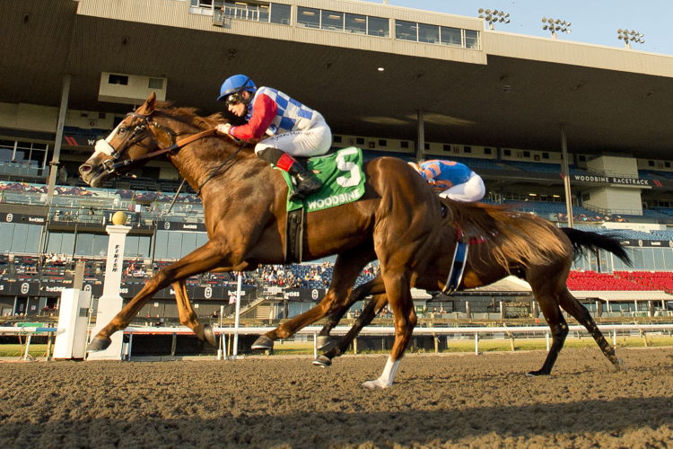 Dresden Row and jockey Ryan Munger winning the Ontario Derby on October 19, 2024 at Woodbine (Michael Burns Photo)