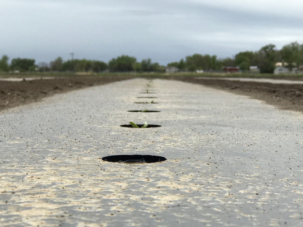 Rocky Ford Cantaloupe seedlings in the field, May 2017