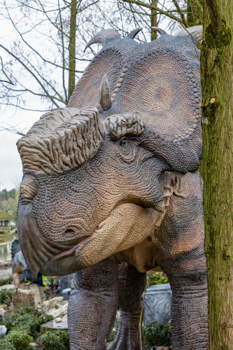 Pachyrhinosaurus 