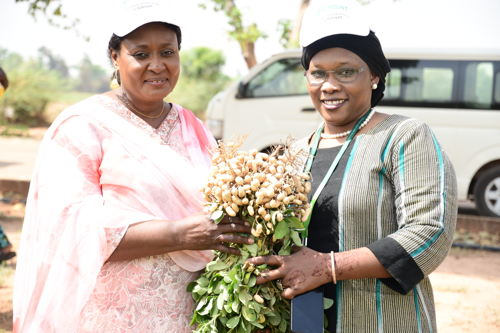 Sample of improved groundnut harvest