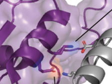 From goblet cells to gut health: the role of AGR2 and mucus