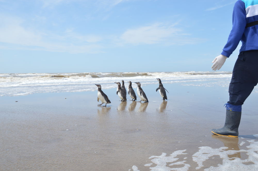 Pingüinos en la playa