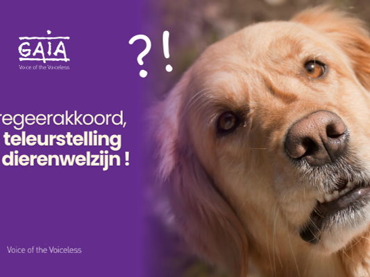 Dierenwelzijn, de grote afwezige in het regeerakkoord