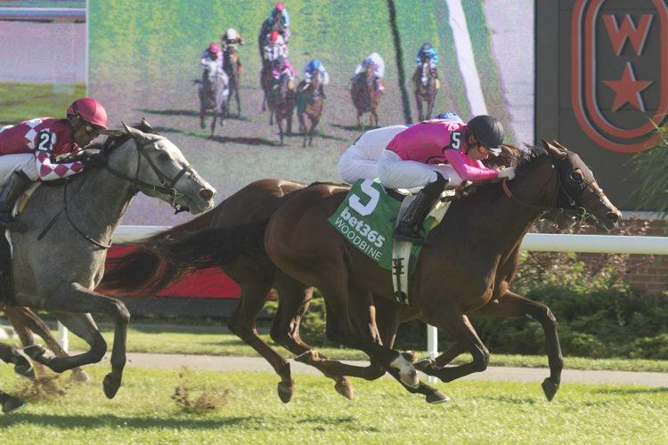 Mi Bago and jockey Sahin Civaci winning the bet365 Algonquin Stakes on October 5, 2024 at Woodbine (Michael Burns Photo)