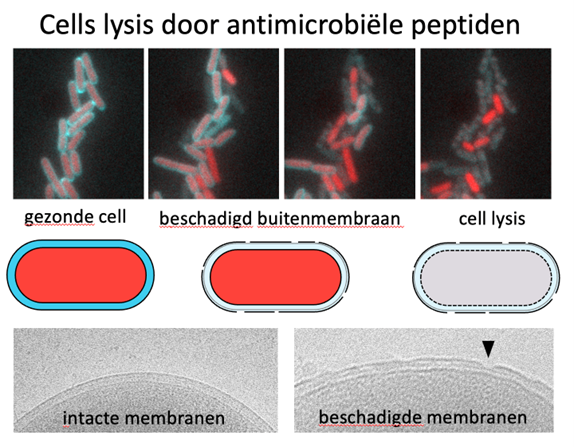 Bacteriële cellen die blootgesteld worden aan antimicrobiële peptiden. Zonder het SlyB eiwit verzwakt de buitenmembraan en lekt de celinhoud uit de cellen, met lysis tot gevolg. Elektronenmicroscopie beelden onder links en rechts tonen de gezonde en beschadigde membranen in Gram-negatieve bacteriën.