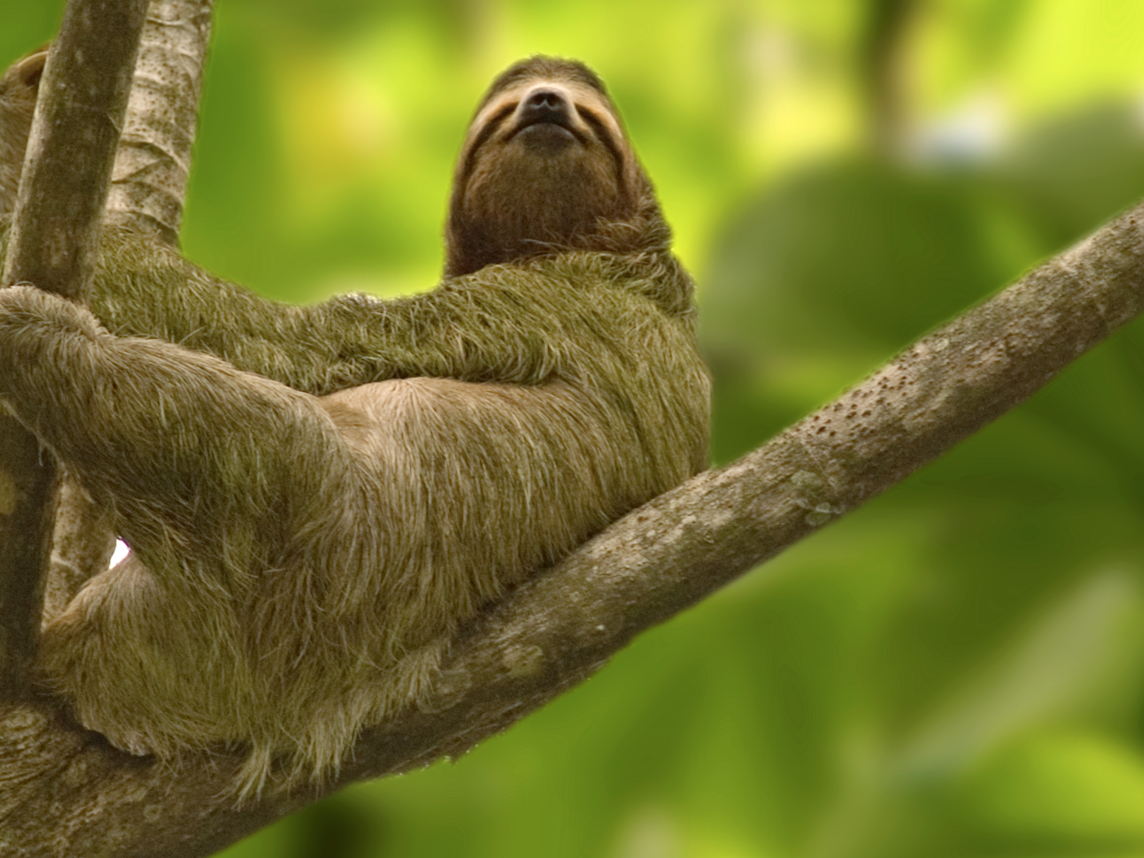 14 animales de Costa Rica y dónde encontrarlos.