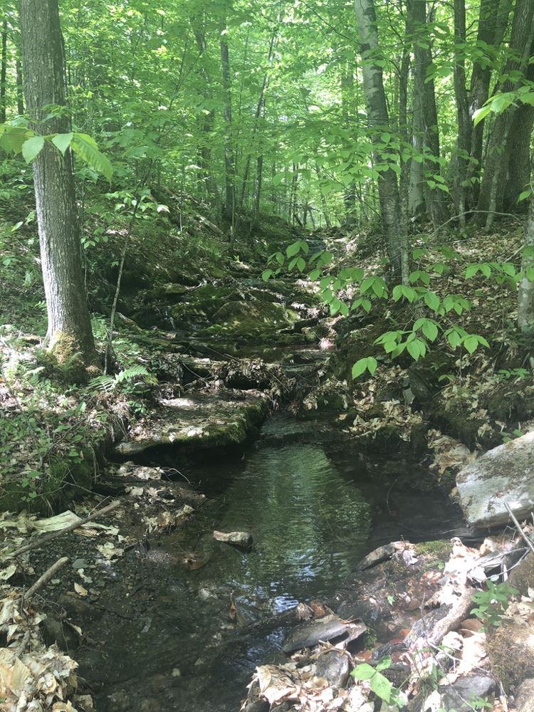 Perennial stream at the Woody Adams Conservation Forest