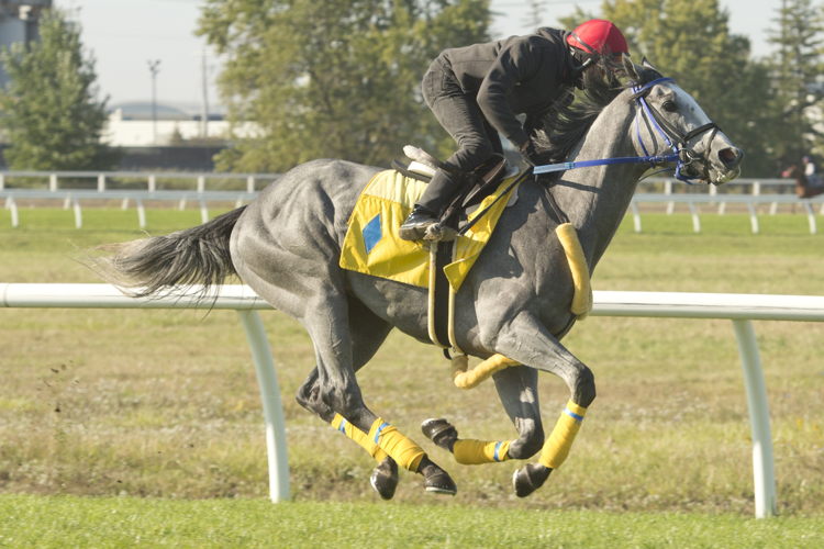 Kaukokaipuu preparing for the Breeders' Stakes at Woodbine (Michael Burns Photo)