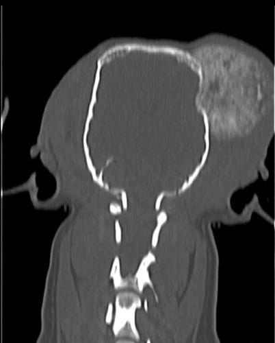 CT Scan van Indy met tumor op het hoofd voor de operatie 2
