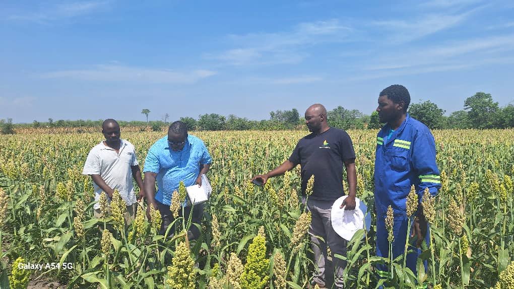 Community-centered seed production in Zimbabwe’s Chiredzi district addressed the immediate need for access to quality seed while fostering long-term benefits.