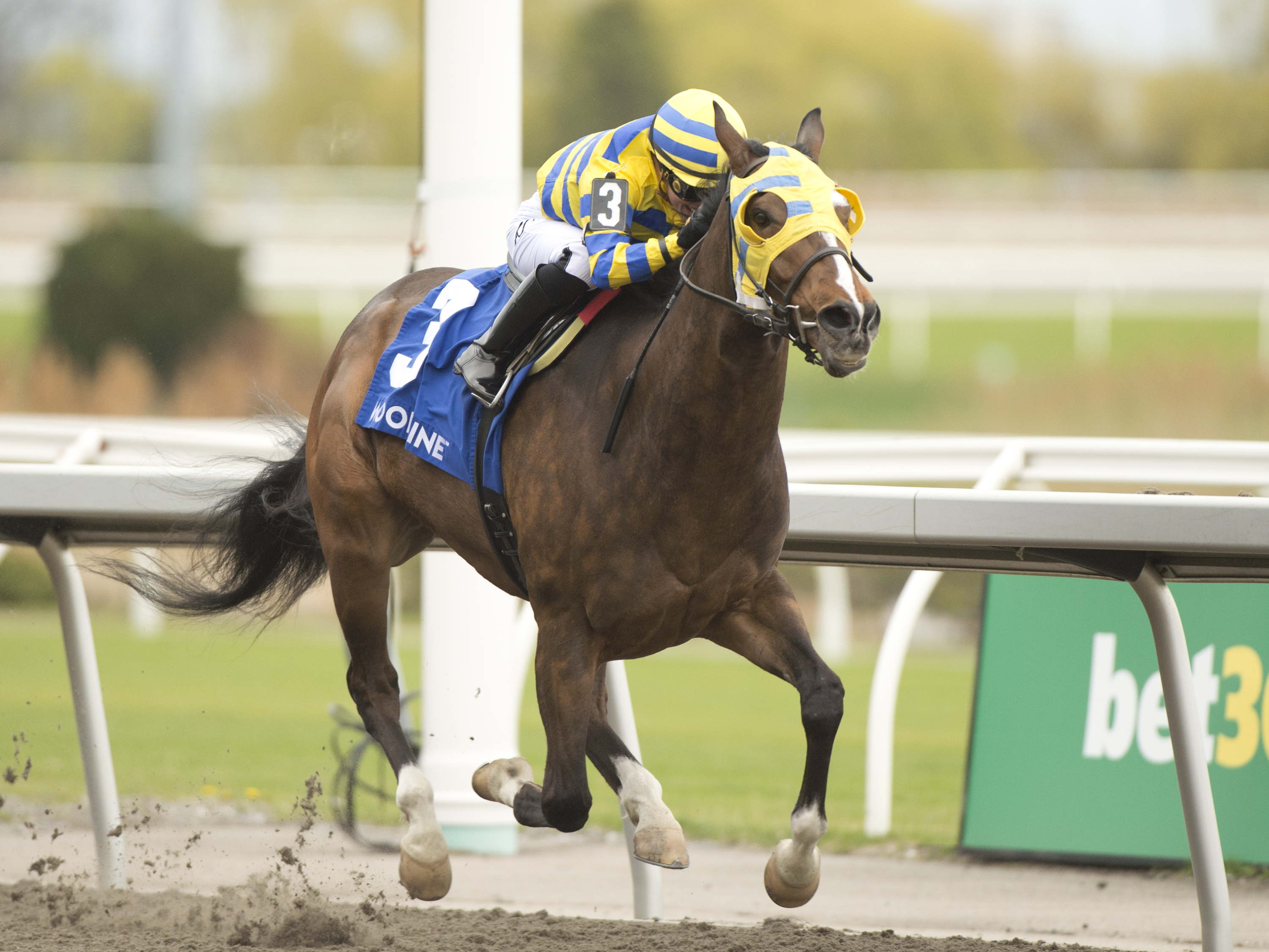 Patches O’Houlihan sets track record in dominant Thorncliffe triumph