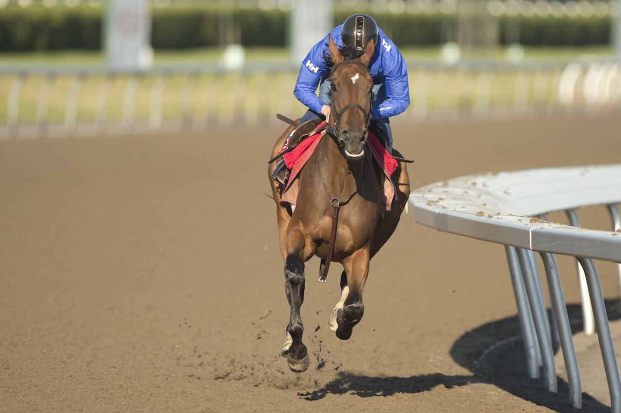 Sir for Sure prepping for Sunday's Queen's Plate. (Michael Burns photo)