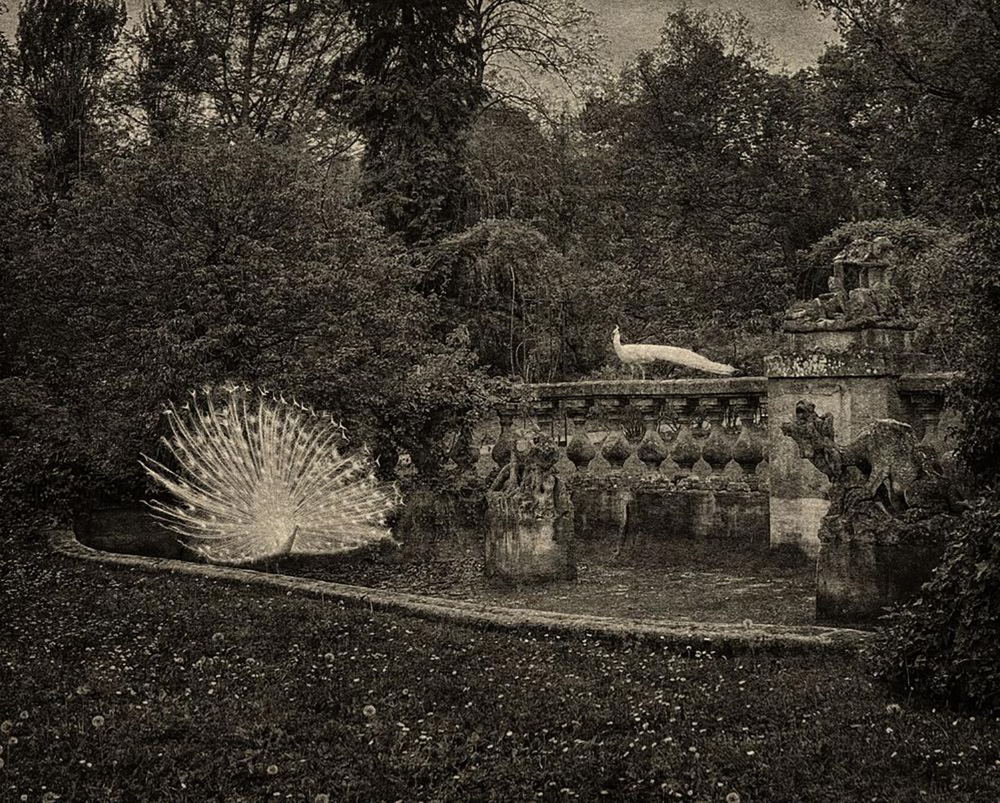 FLORE-ODEUR NUIT OR