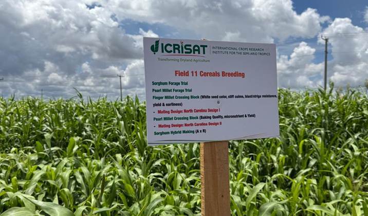 Cereal Breeding Field at the ICRISAT Kiboko Research Station, Kenya