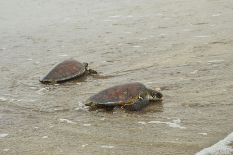 Las dos tortugas verdes rehabilitadas. Fotógrafo: Cristian Herrera. 