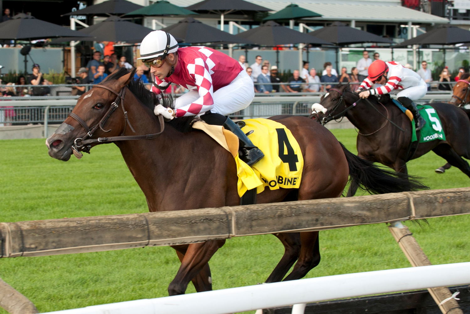 Shifty and jockey Sahin Civaci wearing D. J. Stable LLC's silks at Woodbine (Michael Burns Photo)