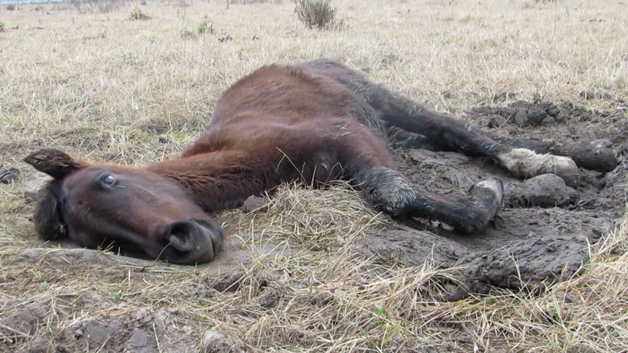 Stervend paard illegale verzamelplaats Ezeiza