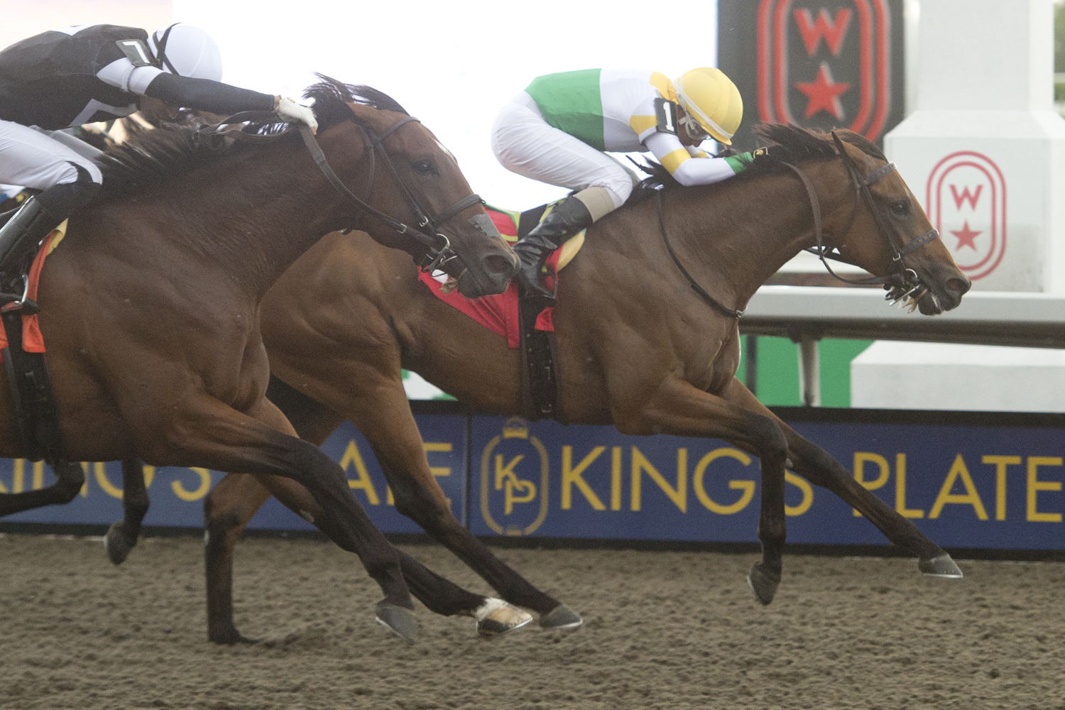 Forty N Five and jockey Luis Contreras winning Race 4 on August 18, 2024 at Woodbine (Michael Burns Photo)