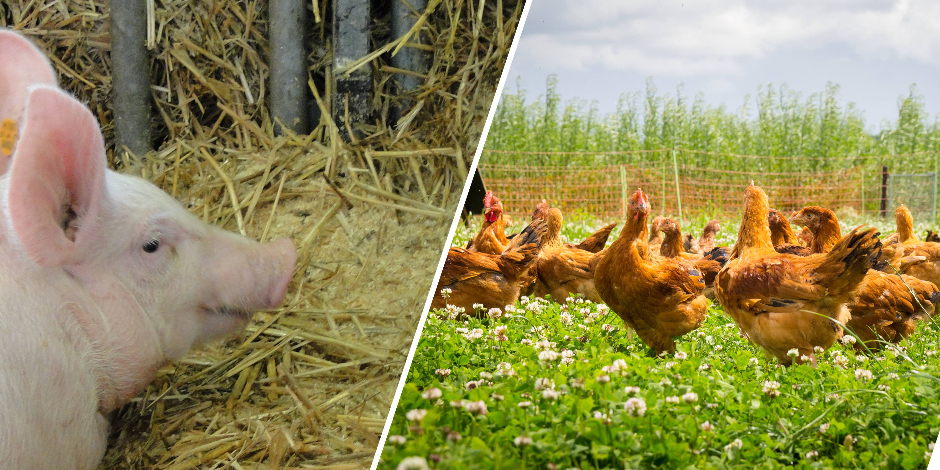 BOWIE onderzoekt ammoniakemissies bij varkens- en pluimveestallen met buitenloop