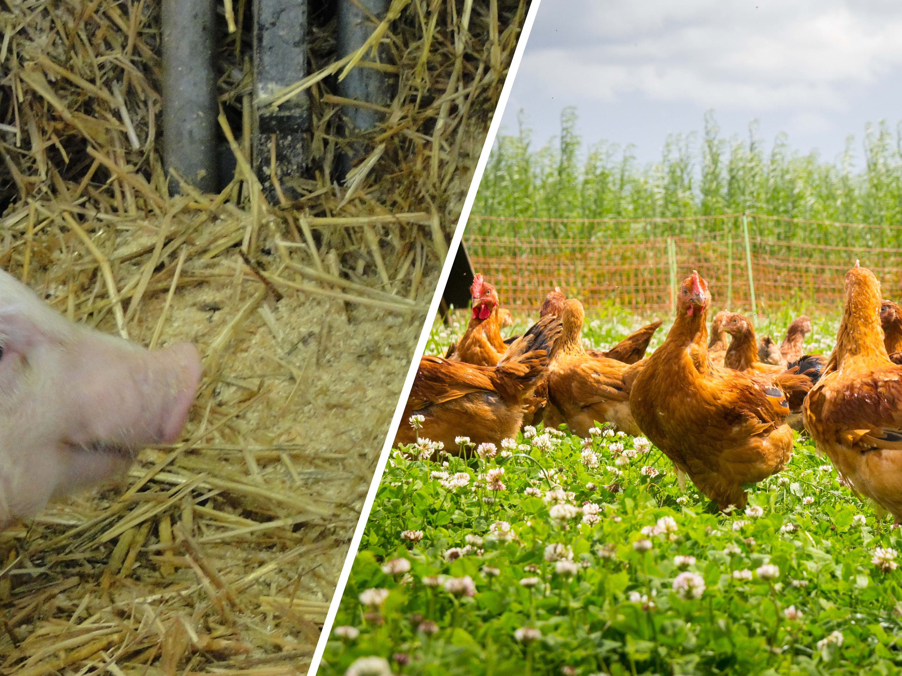 BOWIE onderzoekt ammoniakemissies bij varkens- en pluimveestallen met buitenloop