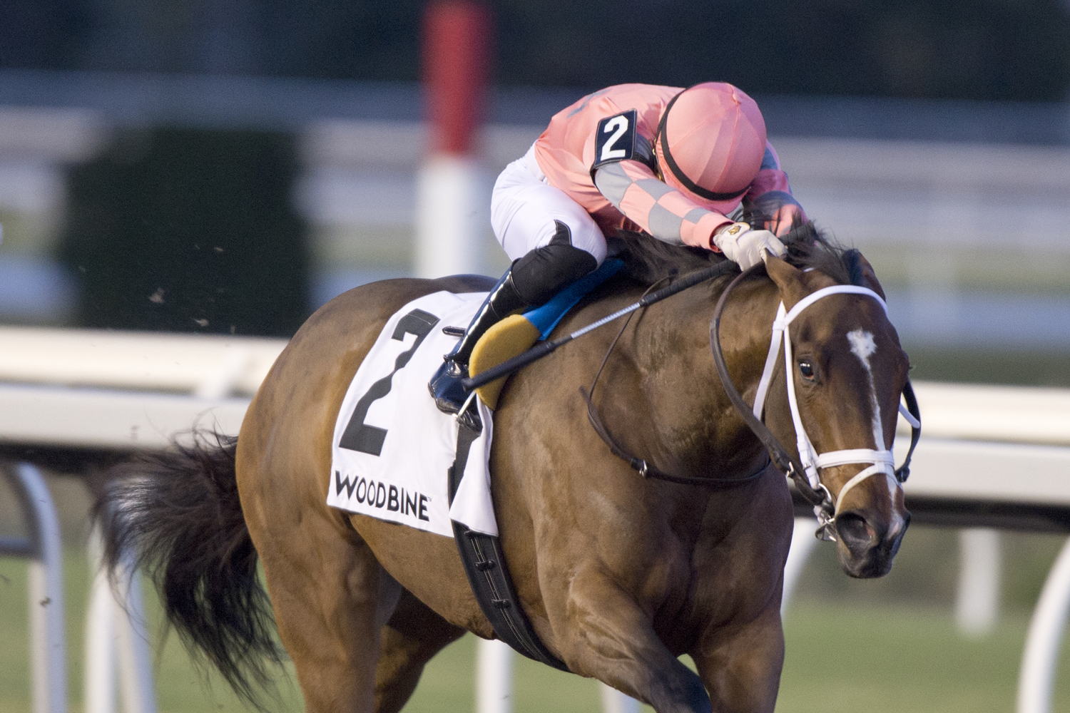 Pop Idol and jockey Sahin Civaci winning the Shady Well Stakes on November 23, 2024 at Woodbine (Michael Burns Photo)