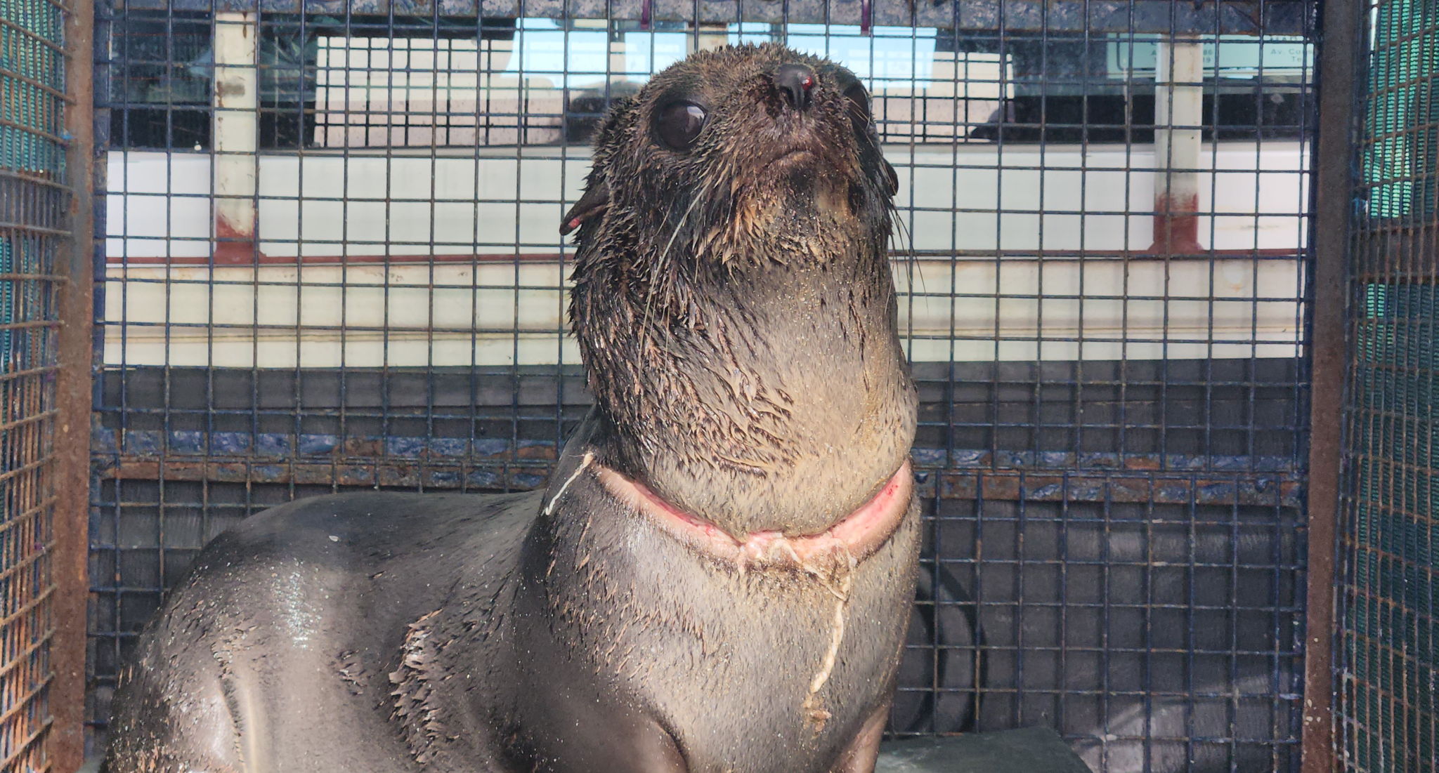 Impactante rescate de un lobo marino gravemente herido en el cuello a causa de basura marina