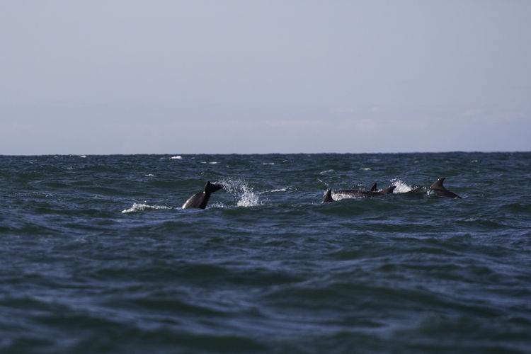 Dolfijnen spotten langs de kust van Wales ©Visit Wales
