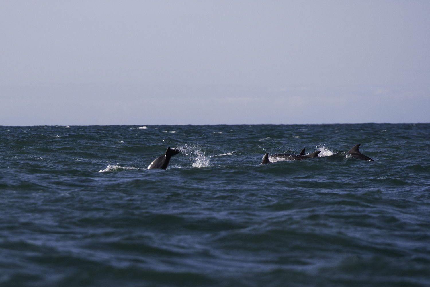 Dolfijnen spotten langs de kust van Wales ©Visit Wales