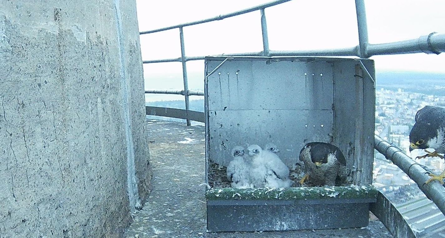 ŠKO-ENERGO, a subcontractor of ŠKODA AUTO, has been home to an endangered species of bird for three years: peregrine falcons nest on the energy supplier’s 200-metre-tall chimney.