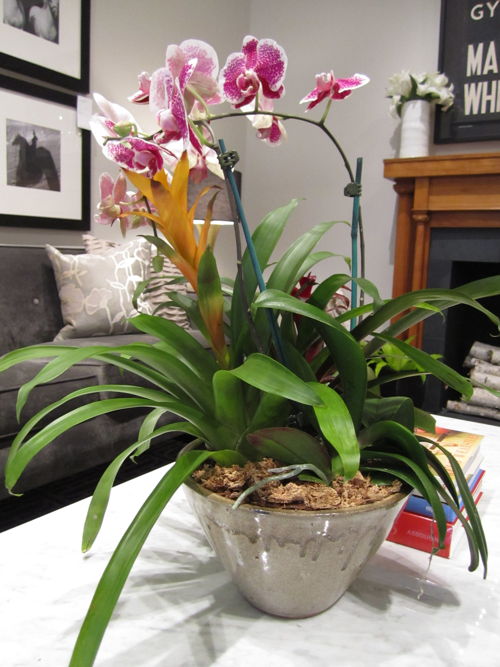 Houseplant Container with Orchid - Bromeliad 