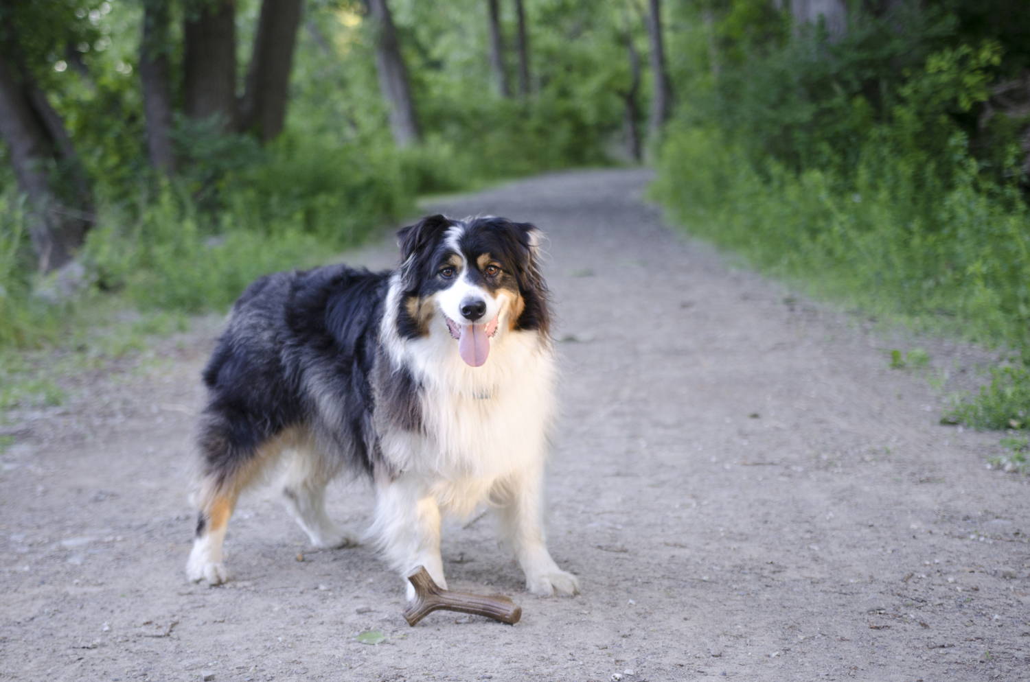 Benebone Maplestick 