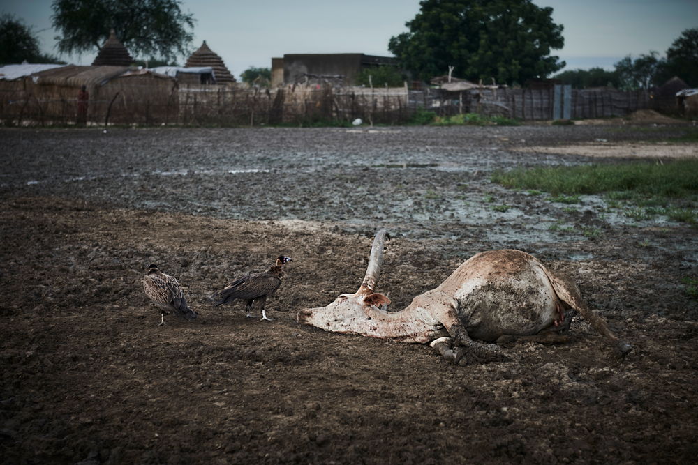 Ganado muerto en Abyei, Sudán del Sur. Las inundaciones provocaron una escasez de alimentos tanto para las personas como para el ganado. © Christina Simons 